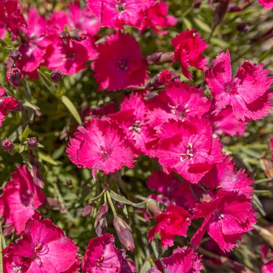 McKay Nursery Dianthus - Thumbnail 2