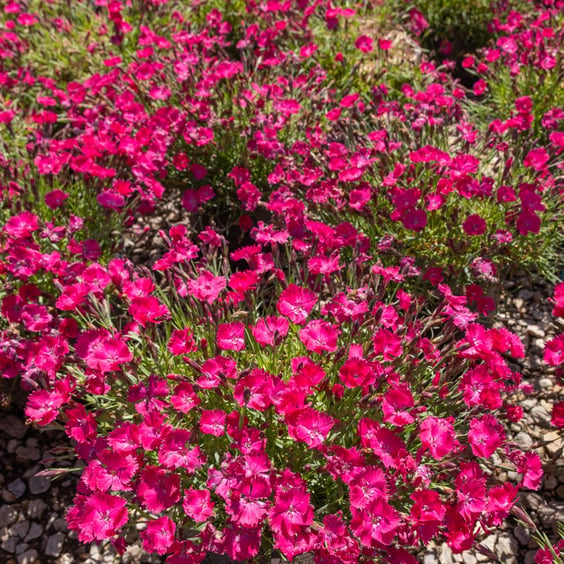 McKay Nursery Dianthus - Thumbnail 3