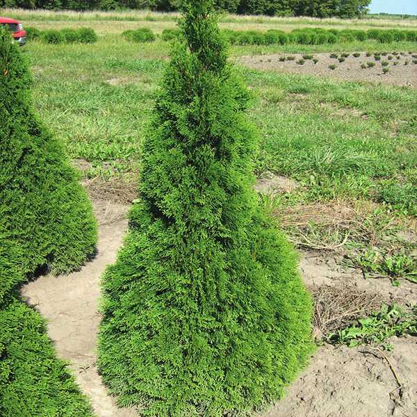 Emerald Arborvitae, a narrow upright privacy evergreen
