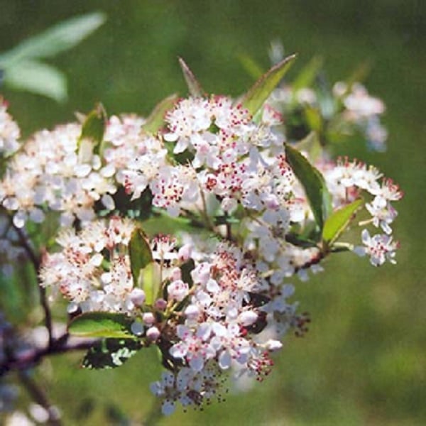 Upright Red Chokeberry, a native columnar shrub with red fall color