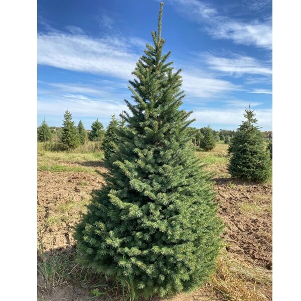 Black Hills Spruce, a native blue-green pyramidal evergreen