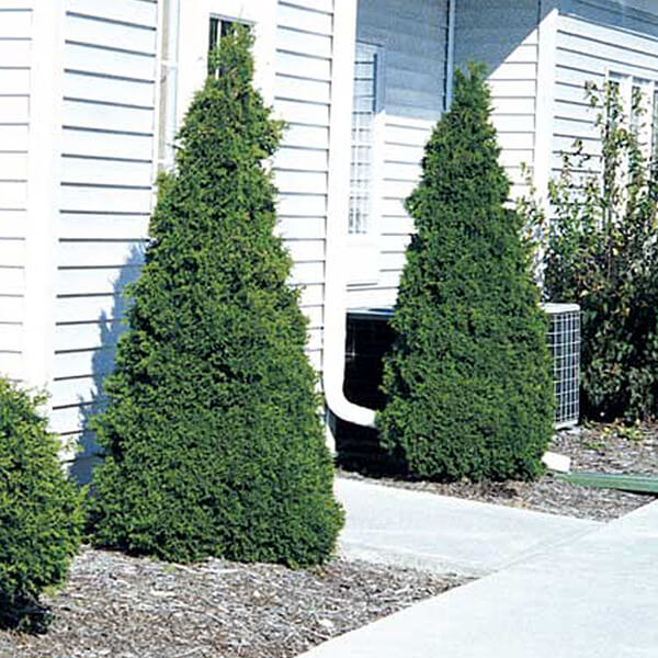 Holmstrup Arborvitae, a compact pyramidal evergreen