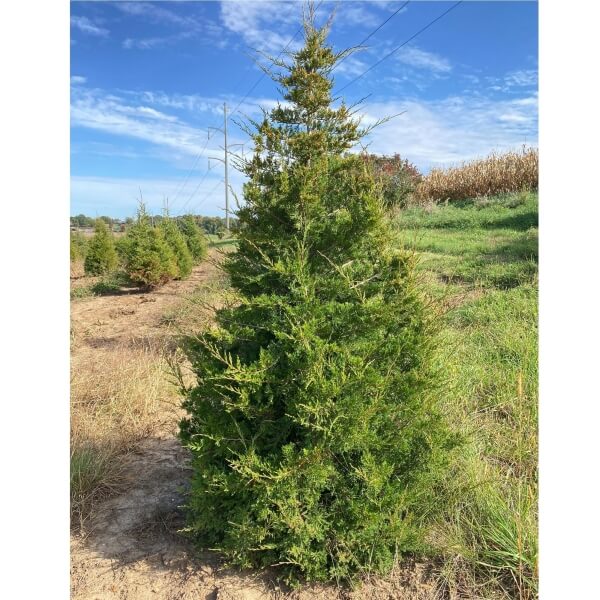 Eastern Redcedar, a native juniper privacy tree