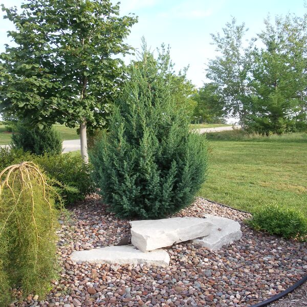 Star Power Juniper, a blue-needled upright privacy evergreen