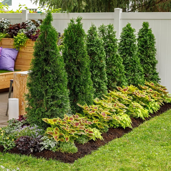 North Pole Arborvitae planted as a privacy row in a residential yard