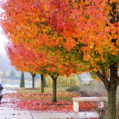 Cleveland Select Pear, an ornamental pyramidal flowering tree