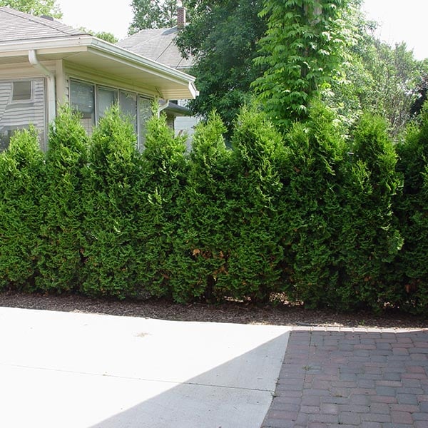 Pyramidal Arborvitae, a fast-growing narrow evergreen