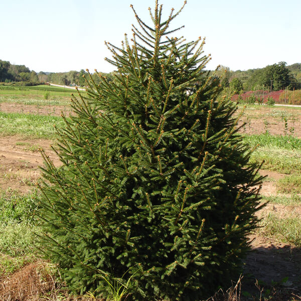 Norway Spruce, a large cold-hardy evergreen with drooping branches