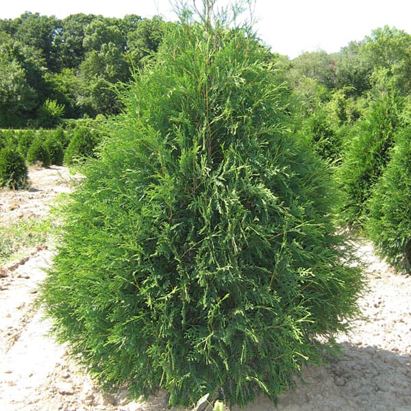 Techny Arborvitae, a wide pyramidal evergreen screen