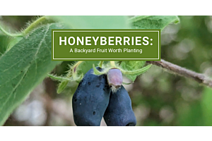 McKay Nursery honeyberry blog header showing ripe blue-purple honeyberries on the bush