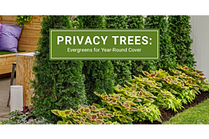 Privacy trees and evergreen hedges for residential yards