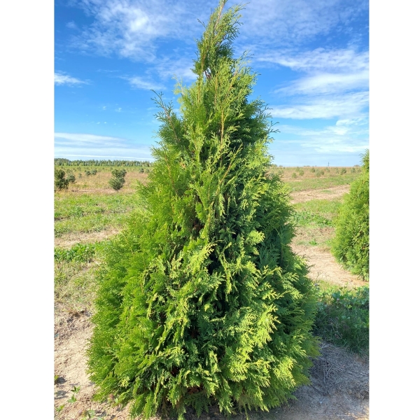 Arborvitae Thuja | McKay Nursery
