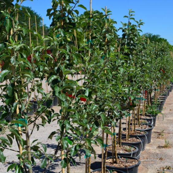Honeycrisp Apple Tree For Sale - 4-5ft Bareroot Organic
