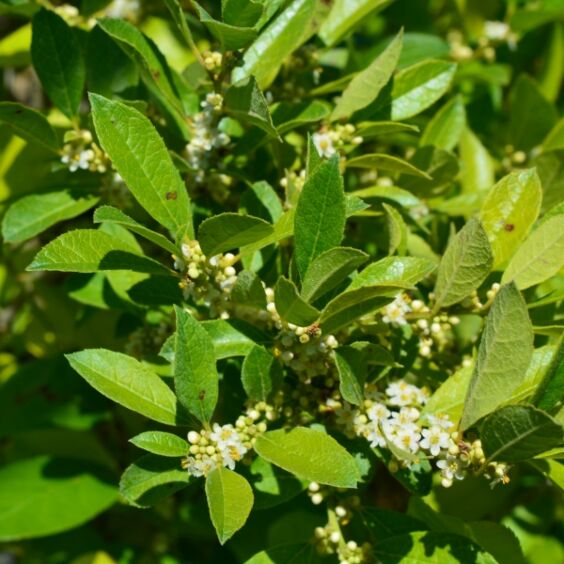 Winterberry (Ilex Verticillata) - Plant for Success