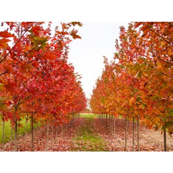 Autumn Flame Maple Trees for Sale