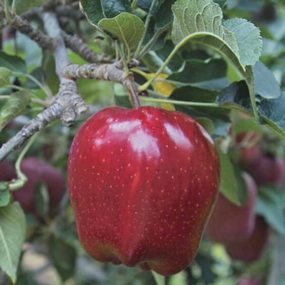 Trunk bibliotek Sporvogn Gå til kredsløbet Semi-Dwarf Red Delicious Apple Tree