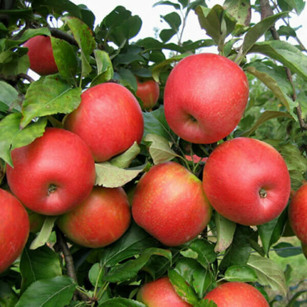 Organic Honeycrisp Apple at Whole Foods Market