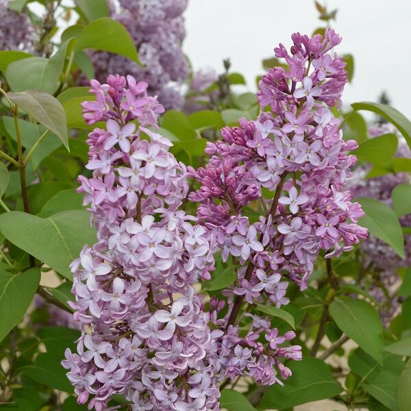 Lilac | (Syringa vulgaris) Purple Nursery McKay Common