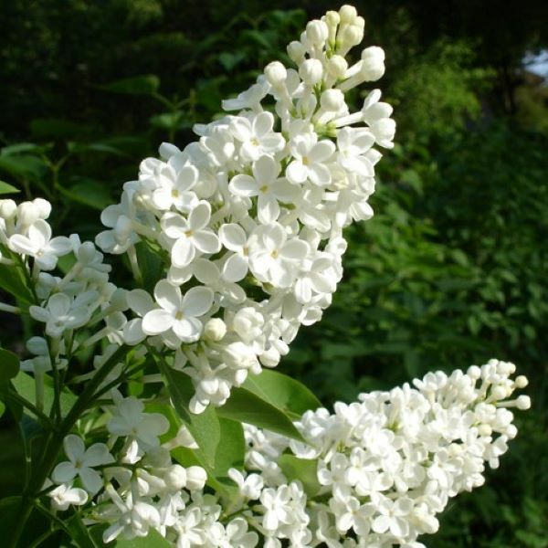 Common White Lilac Flower Bushes for Sale | McKay Nursery | Weite Hosen