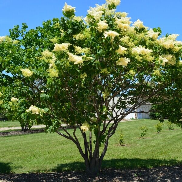 Sale Lilac reticulata) Japanese Tree for (Syringa