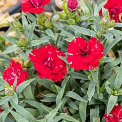 Constant Beauty® Red Dianthus