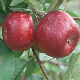 Semi-Dwarf McIntosh Apple Trees (Malus)