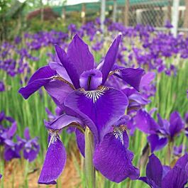 Siberian irises: how to grow - Gardens Illustrated