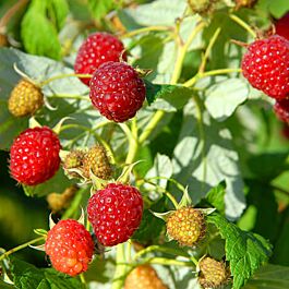 Raspberry 'Heritage' - The Diggers Club
