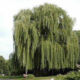 Niobe Golden Weeping Willow Tree (Salix alba Tristis)