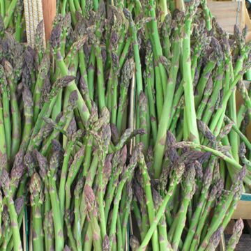 Jersey Giant Asparagus