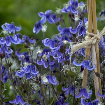 Stand By Me Clematis blue bell-shaped flowers