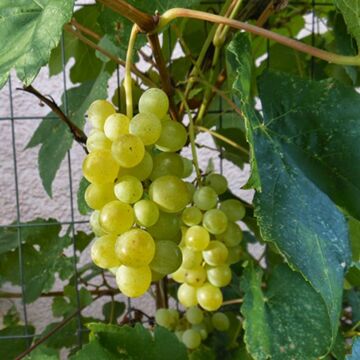 Himrod Seedless Grape