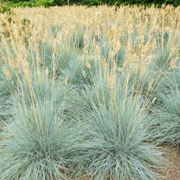 Cool As Ice Blue Fescue