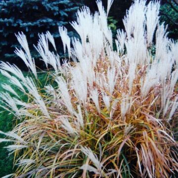 Flame Grass
