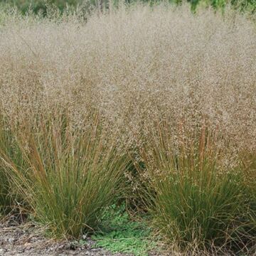 Tara Dropseed Grass