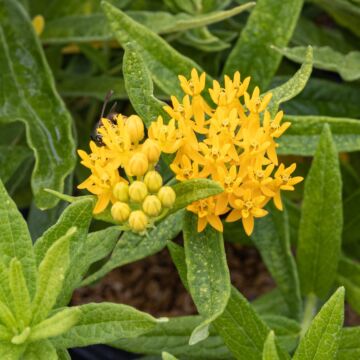 Hello Yellow Butterfly Weed