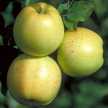 Semi-Dwarf Honeygold Apple