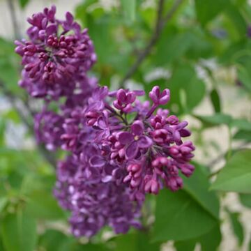 Agincourt Beauty Lilac