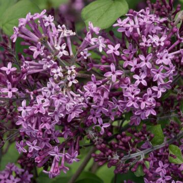 Bloomerang® Dark Purple Lilac
