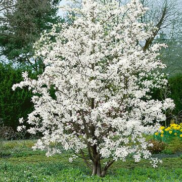 Merrill Magnolia - shrub