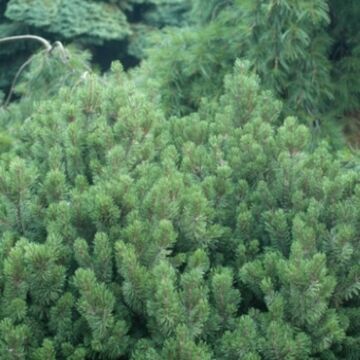 Slowmound Pine