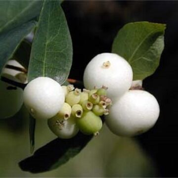 White Hedge Snowberry