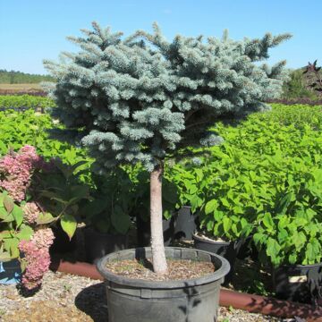 Globe Blue Spruce (Tree Form)