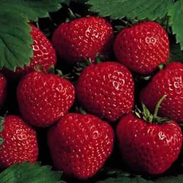 EarliGlo Strawberry