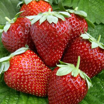 Ogallala Strawberry