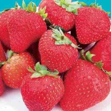 Robinson Strawberry