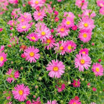 Wood's Pink Aster