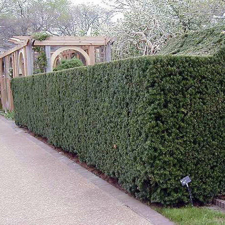 dennerle plant active enzymes Dennerle Plant Active Enzymes