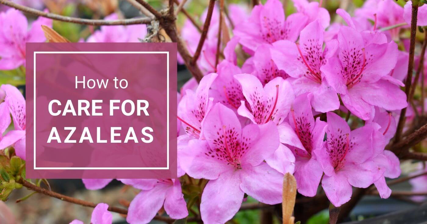 Care for Azaleas: A How-To Guide