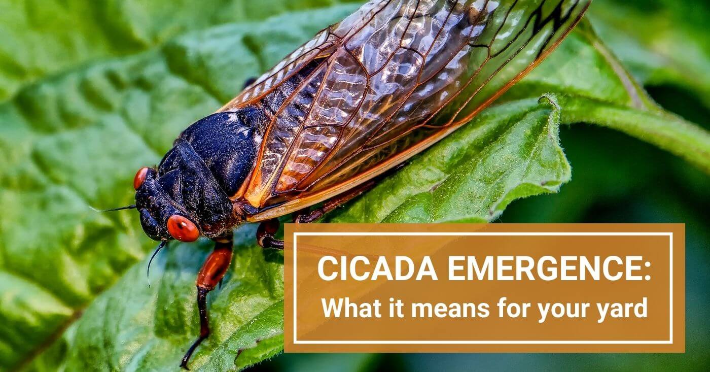 Cicada Emergence 2024: The Impact on Your Garden & Plants
